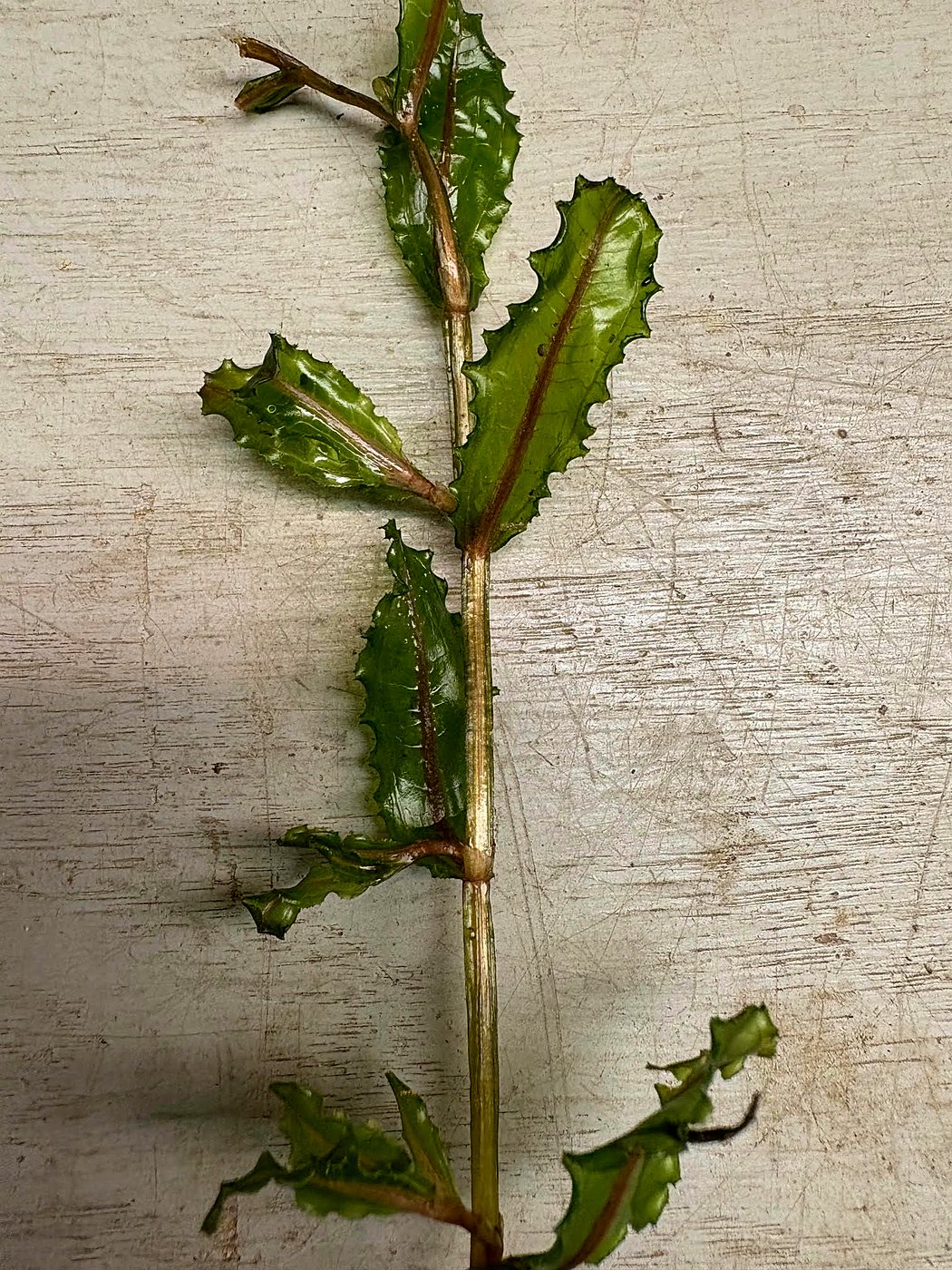 Curly-leaf pondweed specimen showing wavy serrated leaves alternating along a reddish stem