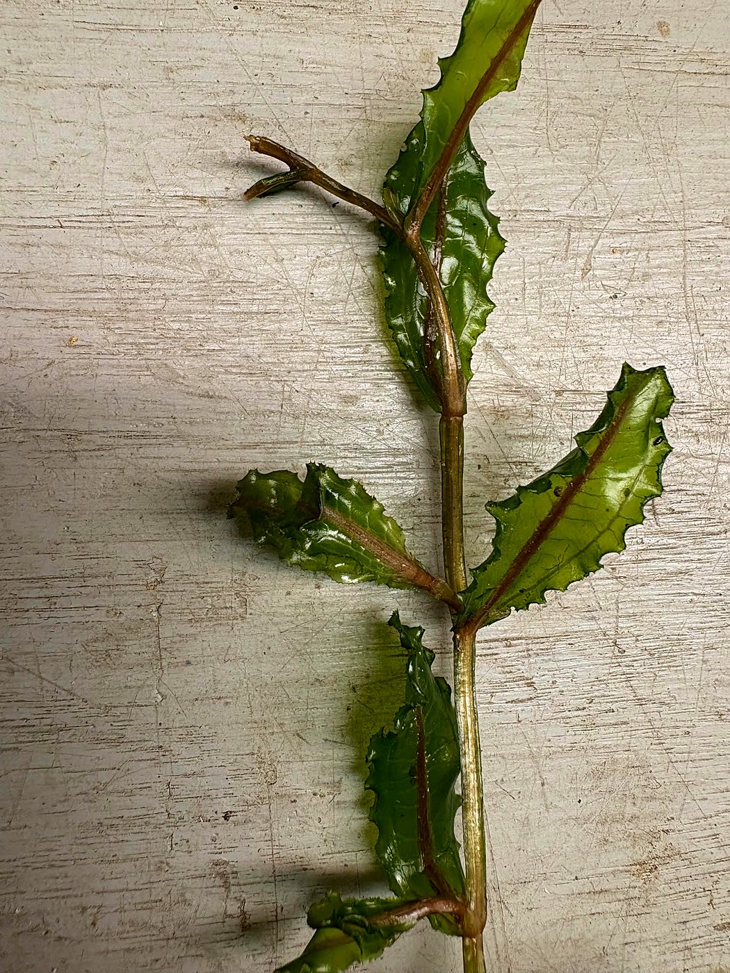 Close-up of curly-leaf pondweed leaves showing the rippled lasagna-noodle edge and fine teeth