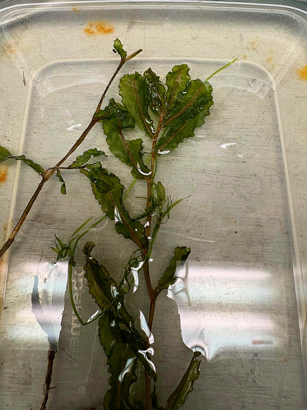 Curly-leaf pondweed in a collection tray, showing the plant's appearance out of water