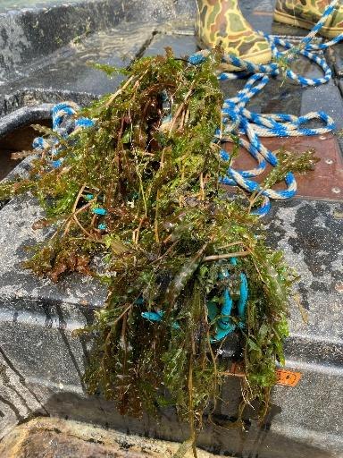 A survey rake pulled from Grace Lake heavily loaded with curly-leaf pondweed, collected in Plot C