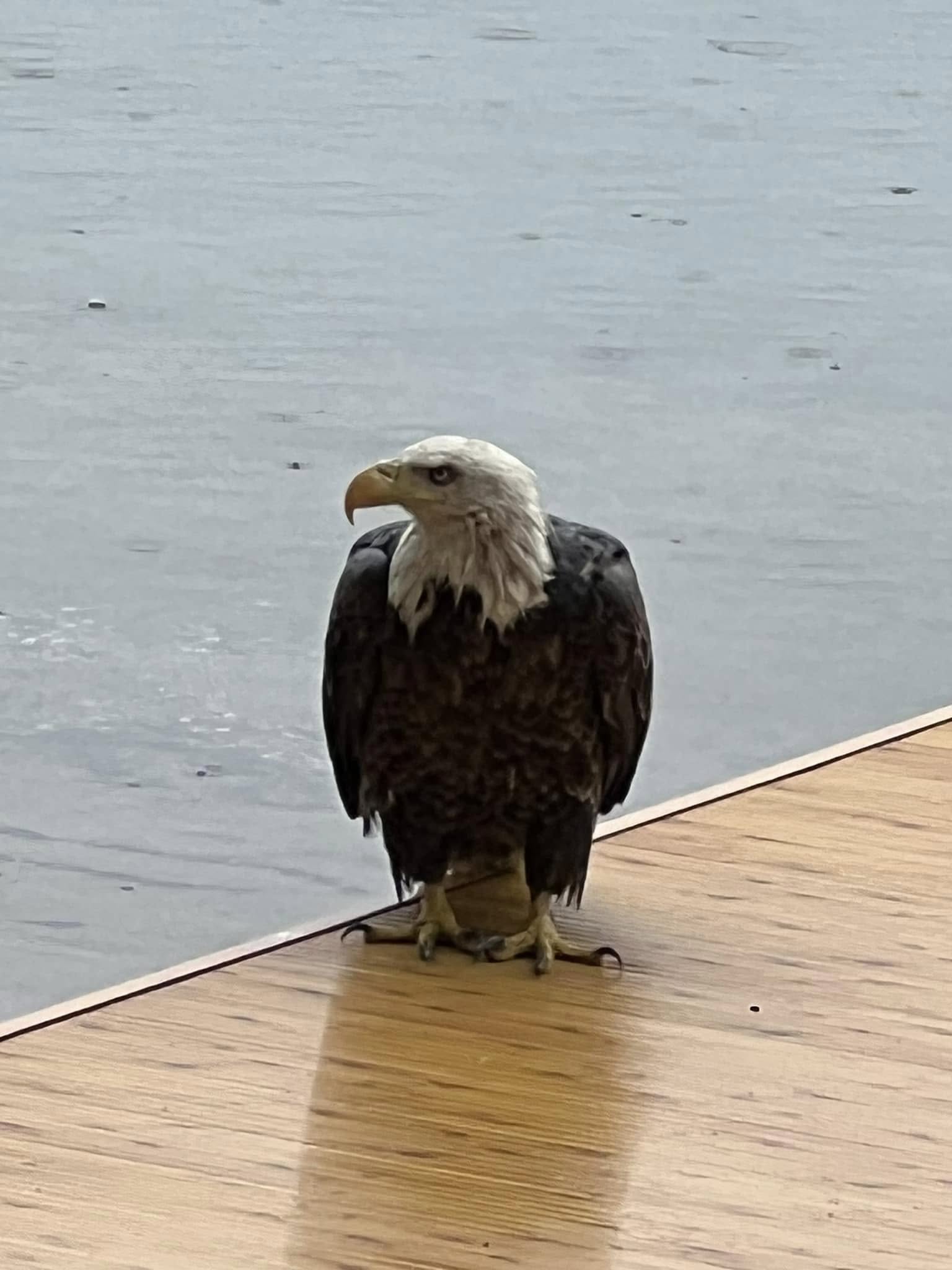 Bald eagle perched near Grace Lake shoreline