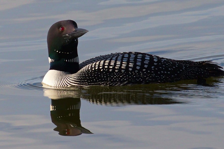 Loon swimming on Grace Lake