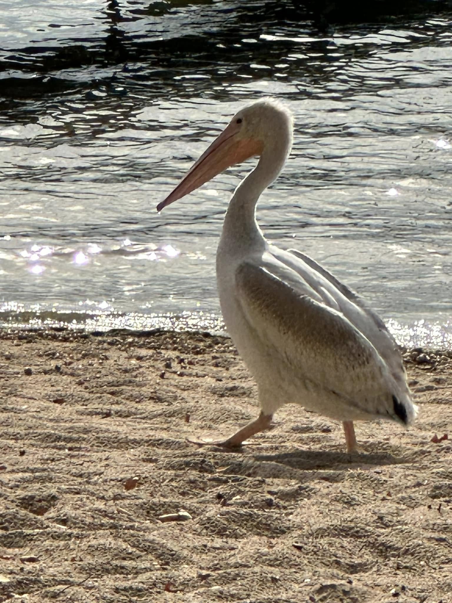 White pelicans on Grace Lake
